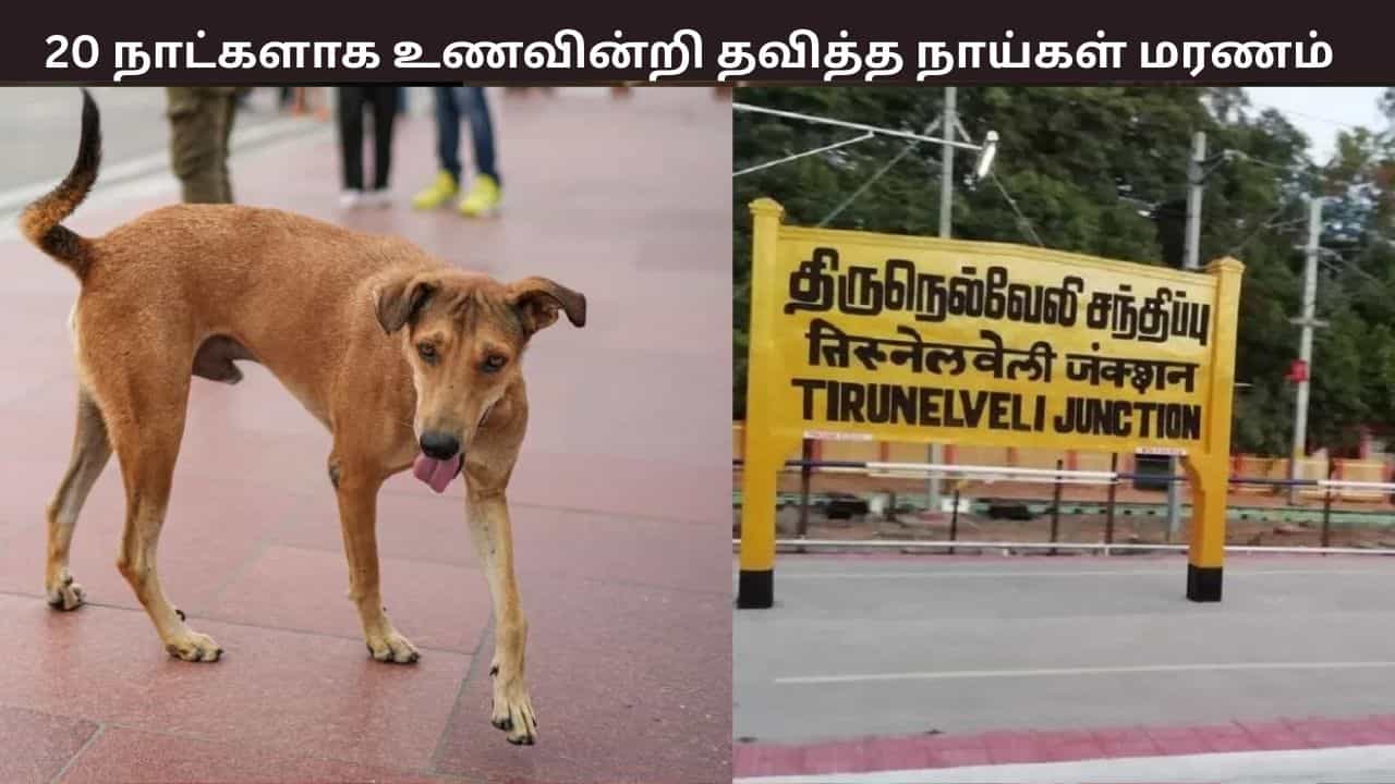 20 நாட்களாக உணவின்றி கைவிடப்பட்ட நாய்கள்... பரிதாபமாக மரணம்... திருநெல்வேலி அருகே சோகம்
