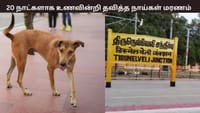 20 நாட்களாக உணவின்றி தவித்த நாய்கள் மரணம்... பரிதாபமாக மரணம்...