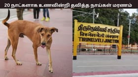 20 நாட்களாக உணவின்றி கைவிடப்பட்ட நாய்கள்… பரிதாபமாக மரணம்… திருநெல்வேலி அருகே சோகம்...