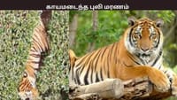 நீலகிரியில் காயங்களுடன் சுற்றித்திரிந்த புலி மரணம் ...
