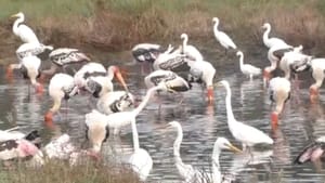 அழகழகான வெளிநாட்டு பறவைகள்… கலர்ஃபுல் தூத்துக்குடி!