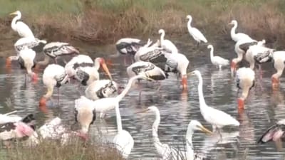 அழகழகான வெளிநாட்டு பறவைகள்... கலர்ஃபுல் தூத்துக்குடி!