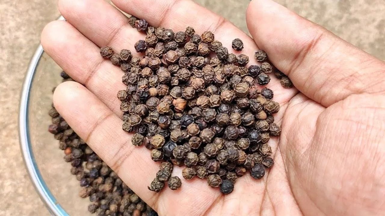 வாசனை மற்றும் சுவை மூலம் அடையாளம் காணவும் - உண்மையான கருப்பு மிளகு ஒரு வலுவான நறுமணத்தையும் காரத்தையும் கொண்டுள்ளது, அதேசமயம் கலப்படம் செய்யப்பட்ட மிளகு லேசான அல்லது சுமாரான சுவையைக் கொண்டிருக்கலாம்.