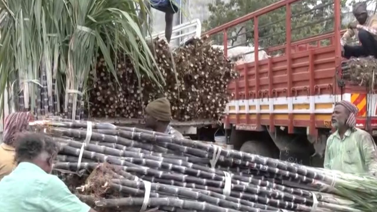 பொங்கல் வந்தாச்சு.. சென்னையில் களைகட்டும் கரும்பு வியாபாரம்! பொங்கல் வந்தாச்சு.. சென்னையில் களைகட்டும் கரும்பு வியாபாரம்!