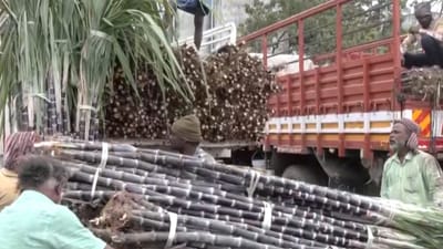 பொங்கல் வந்தாச்சு.. சென்னையில் களைகட்டும் கரும்பு வியாபாரம்!