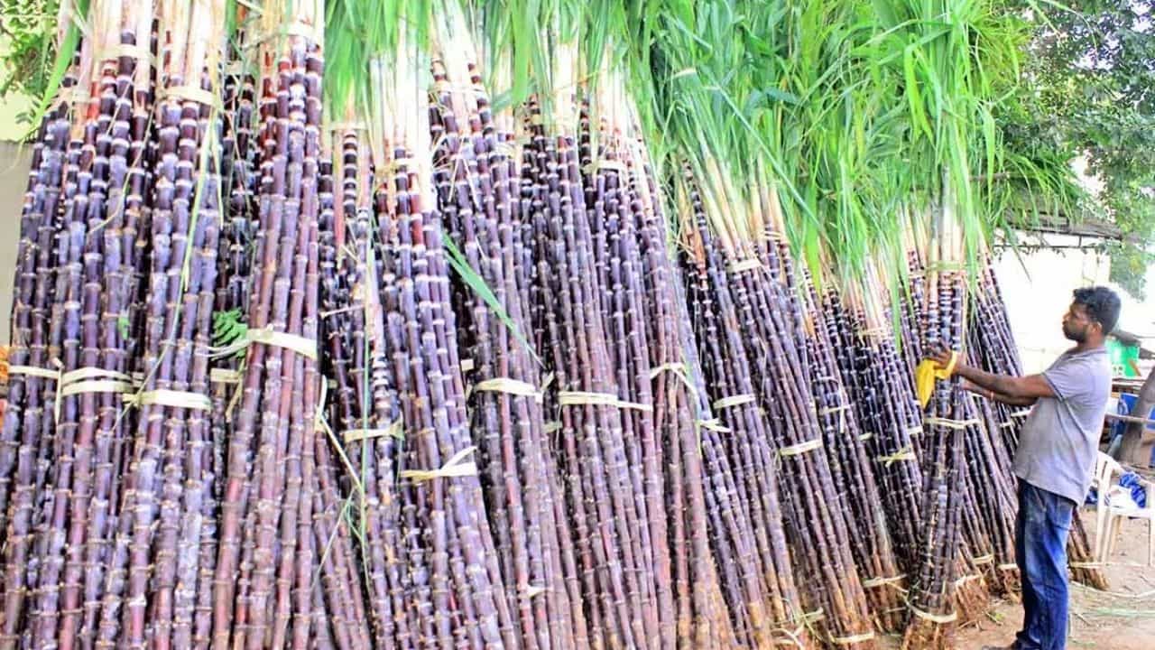 பொங்கல் பொருள்கள் விற்பனை அமோகம்...கரும்பு ரூ.700-மல்லி கிலோ ரூ.8 ஆயிரத்துக்கு விற்பனை!