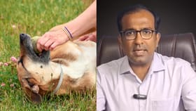 Rabies From Scratch: கீரி, நாயின் ஒரு கீறல் கூட ரேபிஸை ஏற்படுத்துமா..? எச்சரிக்கும் மருத்துவர் ஃபரூக் அப்துல்லா!...