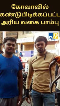 கோவாவில் கண்டுபிடிக்கப்பட்ட அரிய வகை பாம்பு.. இதன் தன்மை என்ன?...