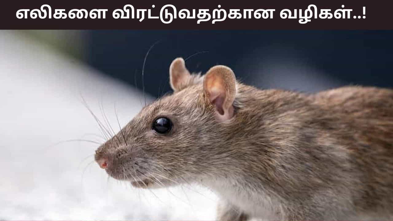 Tips for Repelling Rat: வீட்டில் எலிகள் உங்களைத் தொந்தரவு செய்கிறதா? விரட்ட உதவும் எளிய குறிப்புகள்..!