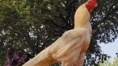 கிளி மூக்கு சேவல் தெரியுமா? திண்டுக்கல்லில் நடந்த கண்காட்சி