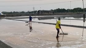 உப்பு எப்படி உற்பத்தியாகிறது? வேலையை தொடங்கிய தூத்துக்குடி பணியாளர்கள்!...