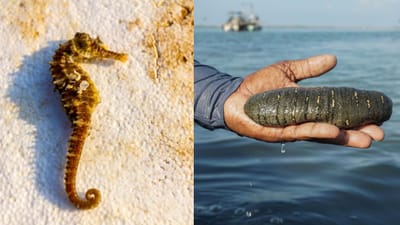 வீட்டில் கிலோ கணக்கில் கடல்வாழ் உயிரினங்கள் பறிமுதல்!