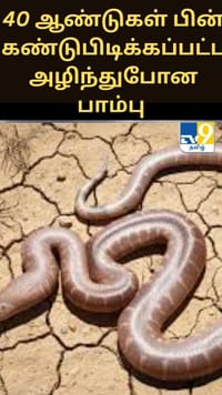 40 ஆண்டுகளுக்குப் பிறகு வெளிச்சத்திற்கு வந்த அழிந்துபோன பாம்பு இனம்...