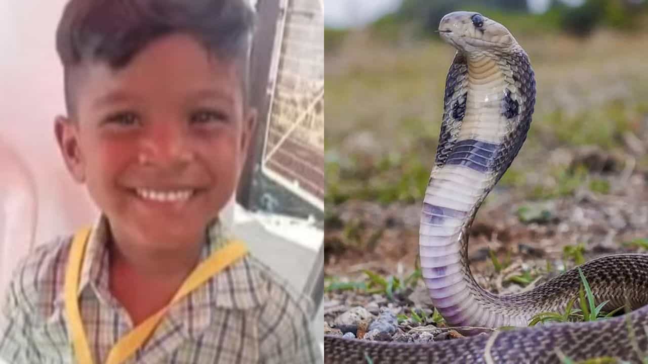 விறகெடுக்க சென்ற சிறுவன்...மறைந்திருந்த நல்ல பாம்பு....தீவிர சிகிச்சையில் பிரிந்த உயிர்!