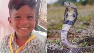 விறகெடுக்க சென்ற சிறுவன்…மறைந்திருந்த நல்ல பாம்பு….தீவிர சிகிச்சையில் பிரிந்த உயிர்!