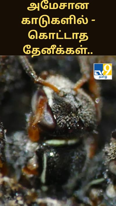 அமேசான் காடுகளில் இருக்கும் கொட்டாத தேனீக்கள்.. ஏன் இது முக்கியத்துவம் வாய்த்ததாக உள்ளது?