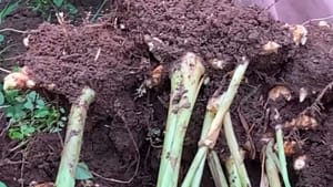 பொங்கல் ஸ்பெஷல்.. தீவிரமாக நடக்கும் மஞ்சள் செடி அறுவடை!