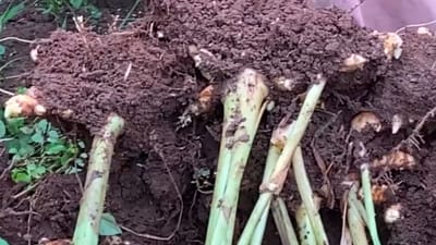 பொங்கல் ஸ்பெஷல்.. தீவிரமாக நடக்கும் மஞ்சள் செடி அறுவடை!