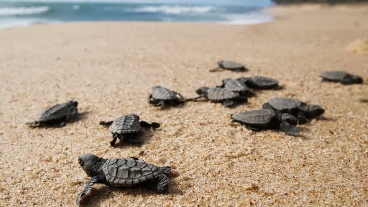 இனப்பெருக்க காலம்...கடற்கரைக்கு படையெடுக்கும் கடல் ஆமைகள்...உயிரிழப்பை தடுக்க ஆமை விலக்கு சாதனங்கள் அளிப்பு!