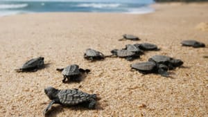 இனப்பெருக்க காலம்…கடற்கரைக்கு படையெடுக்கும் கடல் ஆமைகள்…உயிரிழப்பை தடுக்க ஆமை விலக்கு சாதனங்கள் அளிப்பு!