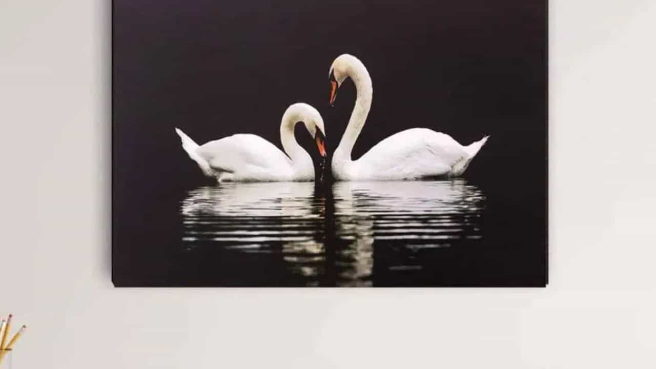 Vastu Benefits : வீட்டில் அன்னப்பறவை படங்களை மாட்டலாமா? வாஸ்து சொல்வது என்ன?