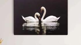 Vastu Benefits : வீட்டில் அன்னப்பறவை படங்களை மாட்டலாமா? வாஸ்து சொல்வது என்ன?...