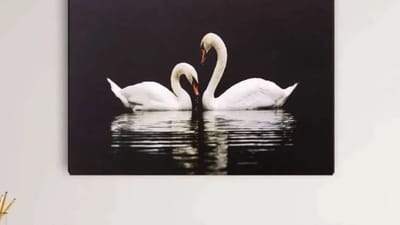 வீட்டில் அன்னப்பறவை படங்களை மாட்டலாமா? வாஸ்து சொல்வது என்ன?