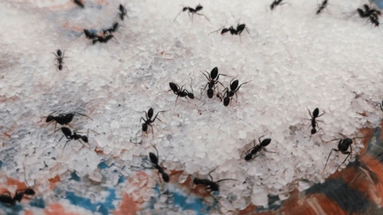 வேலை தொடர்பான தடைகளை நீக்குதல்: உங்கள் வேலையில் தாமதங்கள் அல்லது தடைகளை எதிர்கொண்டால், வெள்ளிக்கிழமை அன்று கருப்பு எறும்புகளுக்கு சர்க்கரை அளியுங்கள். இந்த எளிய செயல் தடைகளை நீக்கி, சீரான முன்னேற்றத்தைக் கொண்டுவரும் என்று கூறப்படுகிறது.