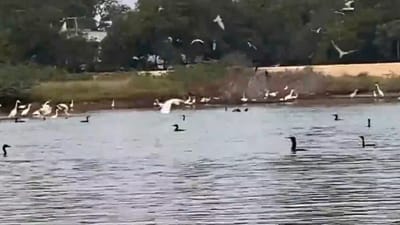 தூத்துக்குடியில் கூட்டம் கூட்டமாக சுற்றித் திரியும் நீர் பறவைகள்!