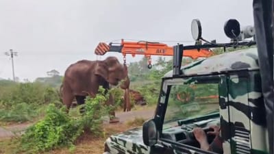 சேற்றில் சிக்கித் தவித்த பெண் யானை - வனத்துறையினரால் மீட்பு