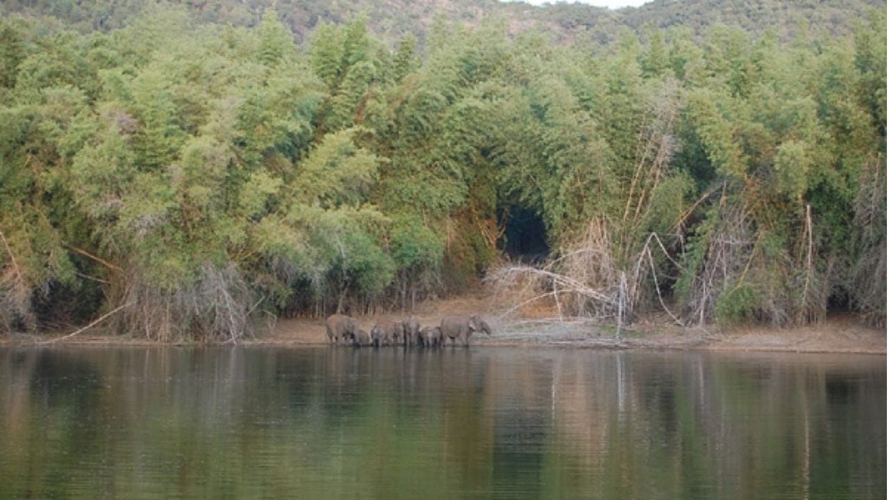 இந்தப் பகுதியானது யானைகள் அதிக அளவு வாழக்கூடிய இடமாகும். இதனால், இந்த பகுதி பாதுகாக்கப்பட்ட வனப்பகுதியாக இருந்து வருகிறது. இங்கு உள்ள சாமி ஏரியில் நிறைந்திருக்கும் தண்ணீரை குடிப்பதற்காக ஏராளமான யானைகள், மான்கள் உள்ளிட்ட விலங்குகள் வருவது வழக்கமாகும். அவ்வாறு வருகை தரும் விலங்குகளை சுற்றுலா பயணிகள் பாதுகாப்பான முறையில் கண்கூறாக கண்டு ரசிக்கலாம். அதற்காக வனத்துறை சார்பில் வாட்ச் டவர் (சுற்றிபார்க்கும் கோபுரம்) அமைக்கப்பட்டுள்ளது. இதன் மீது நின்று கொண்டு சாமி ஏரியில் தண்ணீர் பருகும் விலங்குகளை பார்க்கலாம்.