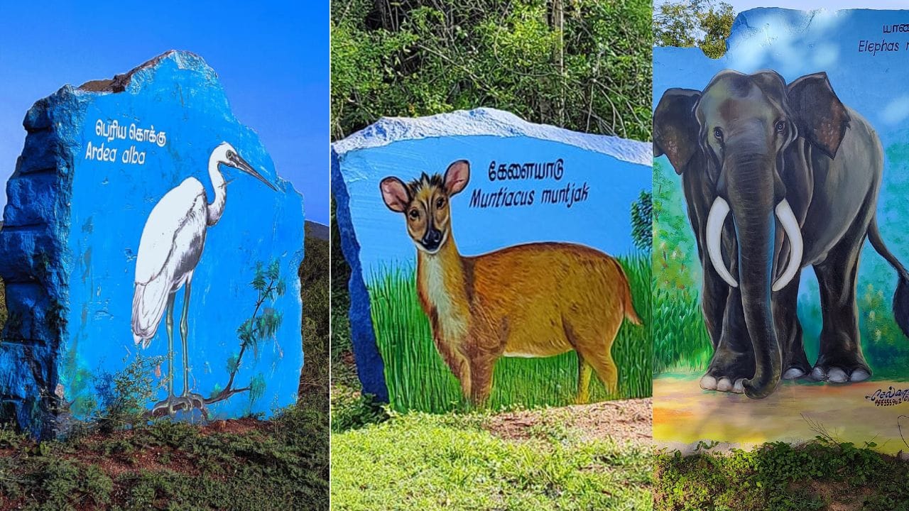 தமிழகத்தில் பல்வேறு சுற்றுலா தலங்கள் உள்ள நிலையில், கிருஷ்ணகிரி மாவட்டத்தில் பிரபலமான சுற்றுலா தலம் ஒன்று அமைந்துள்ளது. இந்த சுற்றுலா தலம் குறித்து இந்தப் பதிவில் விரிவாக பார்க்கலாம். கிருஷ்ணகிரி மாவட்டத்தில் தேன்கனிக்கோட்டைக்கு அருகில் அய்யூர் காப்புக் காட்டுக்குள் அமைந்துள்ளது சுற்றுச்சூழல் பூங்கா. இந்த பூங்காவானது மேற்கு தொடர்ச்சி மலையில் சுமார் 1060 மீட்டர் உயரத்தில் அமைந்துள்ளது. கடல் மட்டத்தில் இருந்து சுமார் 3000 அடி உயரம் ஆகும். இவ்வளவு உயரத்தில் அமைந்துள்ளதால், இந்தப் பகுதி மிகவும் குளிர்ச்சியான சூழலுக்கு பெயர் பெற்றது.