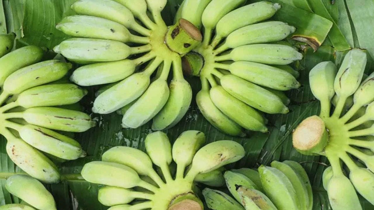 நீரிழிவு நோயாளிகளுக்கு பச்சை வாழைப்பழம் ஒரு மருந்து என்பதை அறிந்தால் நீங்கள் ஆச்சரியப்படுவீர்கள். அவற்றின் கிளைசெமிக் குறியீடு குறைவாக இருப்பதால், இன்சுலின் ஹார்மோன் மெதுவாக வெளியிடப்படுகிறது. இது சர்க்கரை அளவைக் கட்டுப்படுத்த உதவுகிறது.