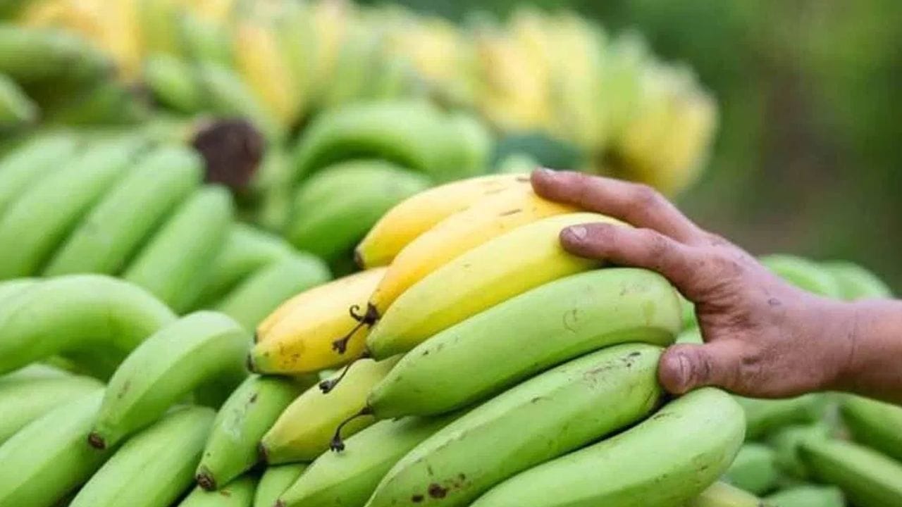 பச்சை வாழைப்பழங்களை பல்வேறு உணவுகளைத் தயாரிக்கப் பயன்படுத்தலாம். அவற்றை உட்கொள்வது செரிமான அமைப்பையும் மேம்படுத்துகிறது. நீங்கள் அஜீரணம், வாயு, அமிலத்தன்மை அல்லது மலச்சிக்கலால் பாதிக்கப்பட்டிருந்தால், அவற்றை உங்கள் உணவில் சேர்த்துக் கொள்வது நல்லது. இது உணவை வேகமாக ஜீரணிக்க உதவுகிறது மற்றும் உங்கள் வயிற்றில் கனமான உணர்வைக் குறைக்கிறது.