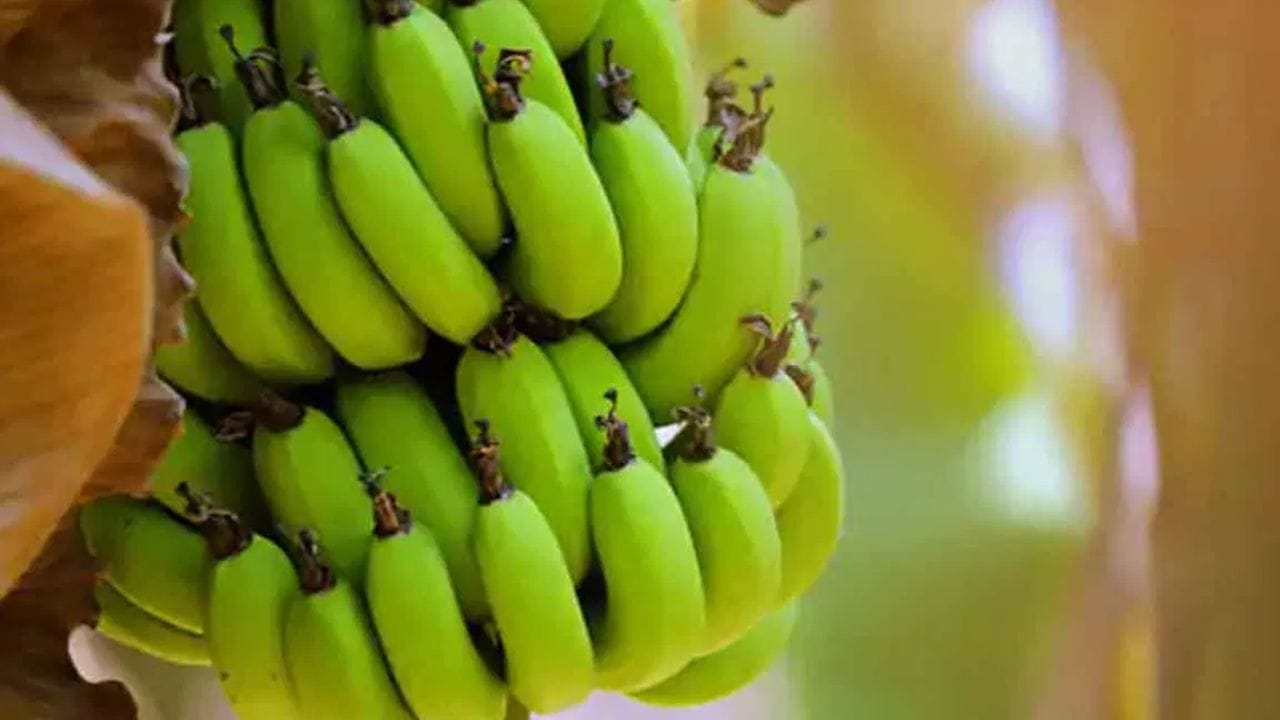 சிலர் அடிக்கடி வயிற்றுப்போக்கால் அவதிப்படுகிறார்கள். இந்த காலகட்டத்தில் பச்சை வாழைப்பழங்களை சாப்பிடுவது மிகவும் நன்மை பயக்கும், ஏனெனில் அவற்றில் உள்ள ஊட்டச்சத்துக்கள் இந்த பிரச்சனையிலிருந்து விடுபட உதவுகின்றன. மேலும், வாந்தி, சோர்வு, குமட்டல் மற்றும் தலைவலியைக் குறைப்பதில் இது மிகவும் பயனுள்ளதாக கருதப்படுகிறது.