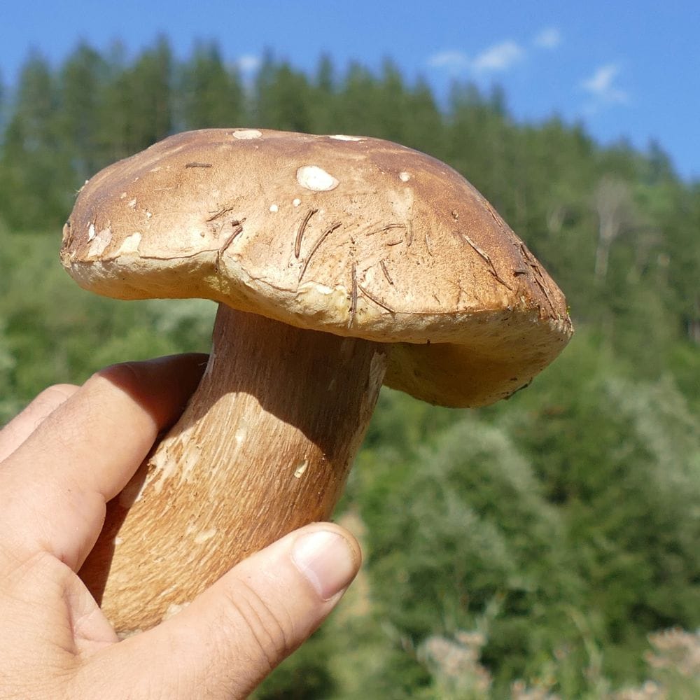 மழை பெய்தபிறகு பலரும் வீட்டு அருகே முளைக்கும் காளான்களை பறித்து சாப்பிடுகிறார்கள். அதேபோல், சில காட்டு காளான்கள் மரத்திற்கு அடியில் முளைக்கும். இவற்றை தவிர்ப்பது நல்லது. ஏனெனில், சில காளான்கள் விஷமாக கூட இருக்கலாம்.