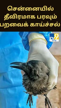 சென்னையில் தீவிரமாக பரவும் பறவைக் காய்ச்சல் - பொதுமக்களுக்கு எச்சரிக்கை...