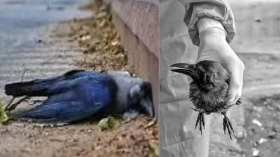 கடலூரில் காகங்கள் கொத்து கொத்தாக உயிரிழப்பு!