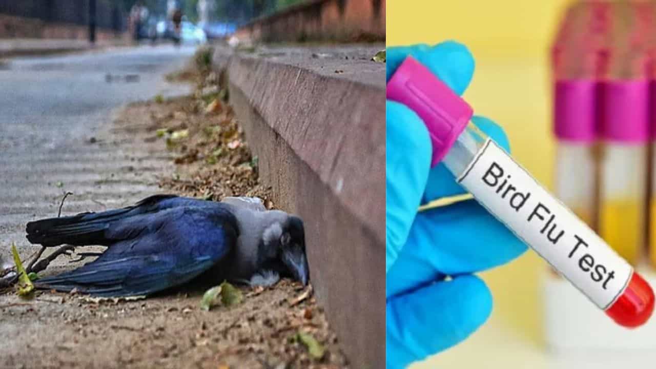 காகம் இறந்து கிடந்த விவகாரம்...சென்னையில் பறவை காய்ச்சல் பரவல்..கால்நடைத்துறை எச்சரிக்கை!