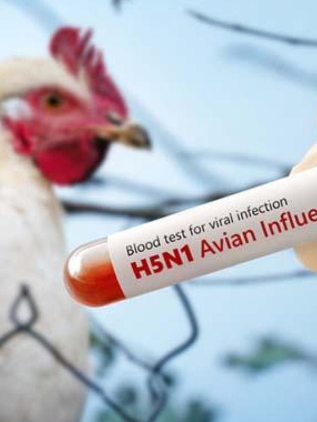 பரவும் பறவை காய்ச்சல்.. சிக்கன் சாப்பிடலாமா?