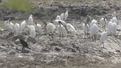 ராமேஸ்வரத்தில் கூட்டம் கூட்டமாக குவிந்த அரிவாள் நாரைகள்!