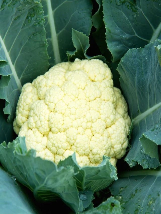 காலிஃப்ளவரை யார் யார் சாப்பிடக்கூடாது..?