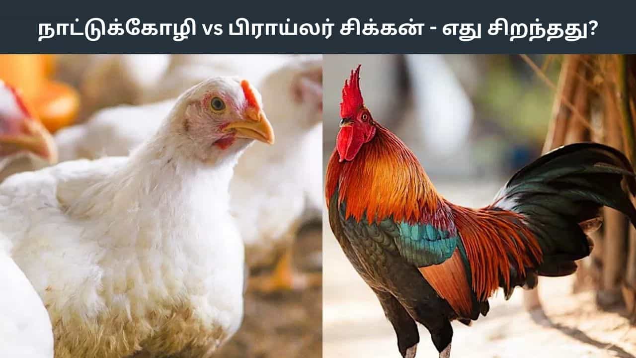 நாட்டு கோழி Vs பிராய்லர் சிக்கன்.. எது ஆரோக்கியத்திற்கு நல்லது..?