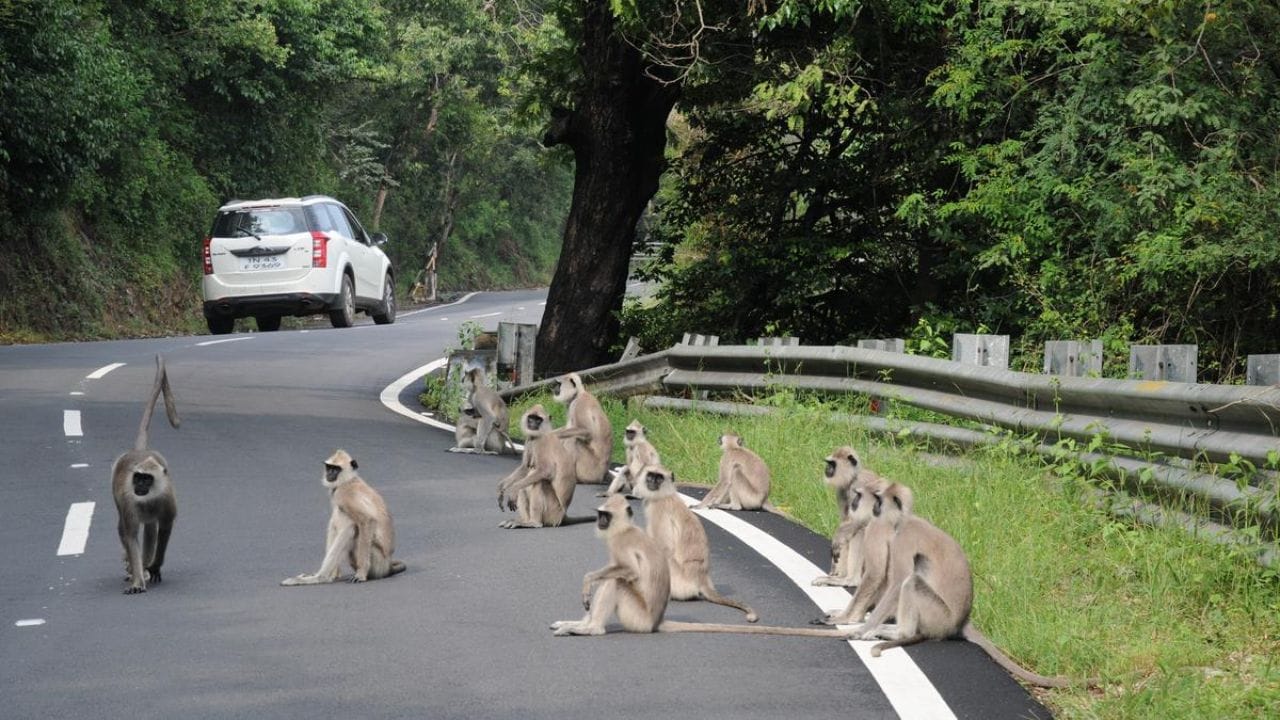 மேலும், இந்த பகுதியில் யானைகள், சிறுத்தை, மான், கரடி மற்றும் புலிகள் நடமாட்டம் அதிகமாக காணப்படும். இதனால், திம்பம் மலைப்பகுதியில் சுற்றுலா செல்லும் சுற்றுலாப் பயணிகள் மிகுந்த எச்சரிக்கையுடன் இந்த பகுதியை கடந்து செல்ல வேண்டி இருக்கும். இதை தாண்டி சென்ற பின்னர் அந்தப் பகுதியில் தமிழகத்தின் 2- ஆவது மிகப்பெரிய அளவில் பிரம்மாண்டமாக அமைந்திருக்கும் பவானிசாகர் அணையையும், அதில் கடல் போல தேங்கி இருக்கும் நீரையும் கண்கள் குளிர சுற்றிப் பார்க்கலாம்.