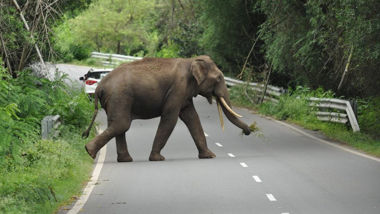 இந்த கொண்டை ஊசி வளைவுகள் மிகவும் ஆபத்தானவையாக இருந்தாலும், ஆபத்தானவை தான் அழகாக இருக்கும் என்பது போல அந்த பகுதியும் சற்றும் குறைவின்றி அவ்வளவு ரம்யமாக இயற்கை சூழலுடன் காட்சியளிக்கும். ஒரு திரில்லிங்கான சுற்றுலா செல்ல விரும்பும் சுற்றுலா பயணிகள் இந்த இடத்துக்கு முன்னுரிமை அளிக்கலாம். இந்த பகுதியில் திரில்லிங் அனுபவத்தை சற்றும் குறைக்காத வகையில் குறுகலான சாலையாகவும், செங்குத்தான சாலையாகவும் இந்த திம்பம் மலை சாலை அமைந்துள்ளது.ஈரோட்டில் இருந்து சுமார் 74 கிலோ மீட்டர் தொலைவில் அமைந்துள்ள இந்த திம்பம் மலைக்கு சுமார் 1.30 மணி நேரத்தில் சென்றடையலாம்.