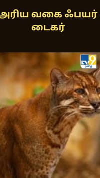 கேமராவில் சிக்கிய அரிய வகை ஃபயர் டைகர் - அப்படி என்ன ஸ்பெஷல்?...