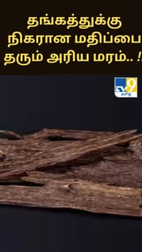 தங்கத்துக்கு நிகரான மதிப்பை தரும் அரிய மரம்.. அதிசயம்!!...