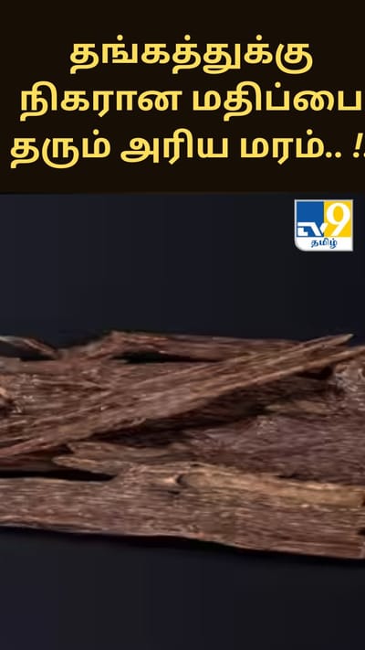 தங்கத்துக்கு நிகரான மதிப்பை தரும் அரிய மரம்.. அதிசயம்!!