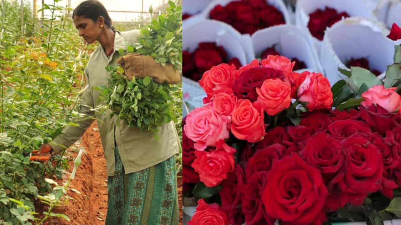 காதலர் தின ஃபீவர்...ஓசூர் ரோஜா விற்பனை படு ஜோர்...ஒரு பூவின் விலை இவ்வளவா?