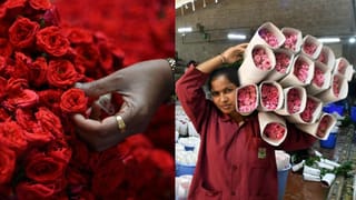 காதலர் தினம்…22 வகையான ரோஜா பூக்கள் சாகுபடி..ஆன்லைனில் ரோஜா பூக்கள் விற்பனை படு ஜோர்!